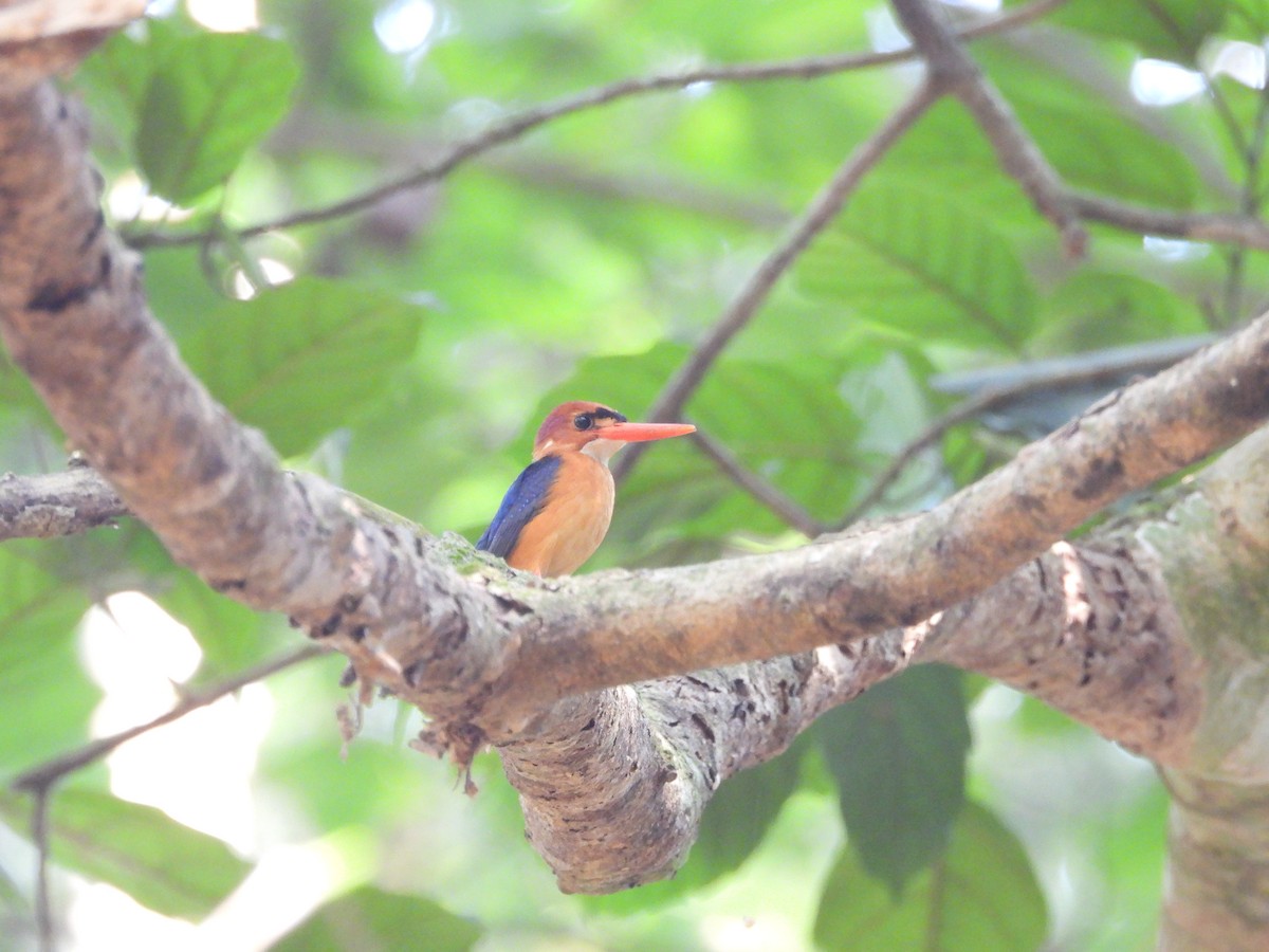 African Dwarf Kingfisher - ML631057342