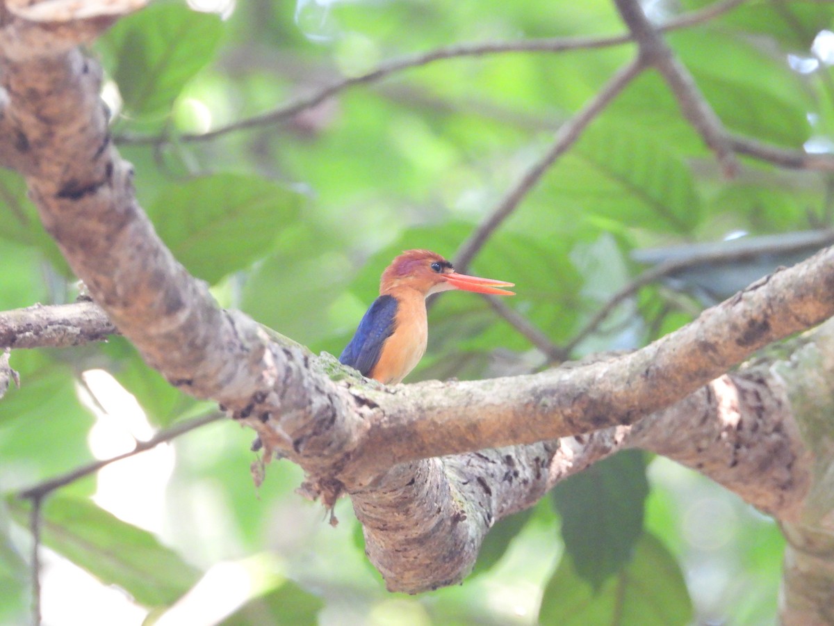 African Dwarf Kingfisher - ML631057343