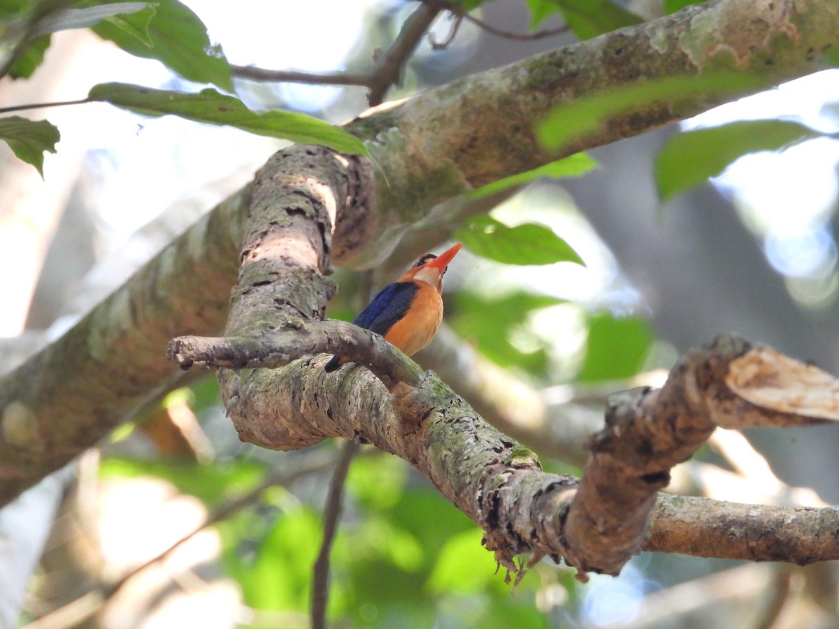 African Dwarf Kingfisher - ML631057344