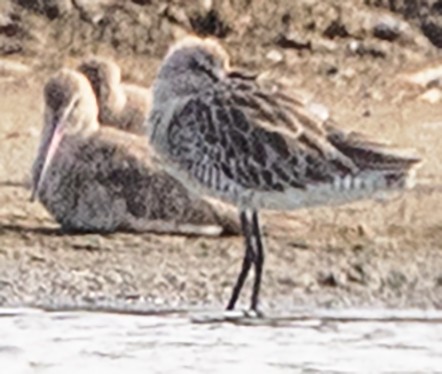Asian Dowitcher - ML631057369