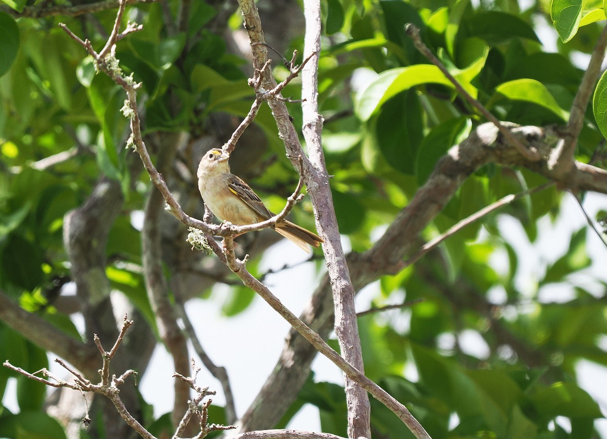 Grassland Sparrow - ML631057981