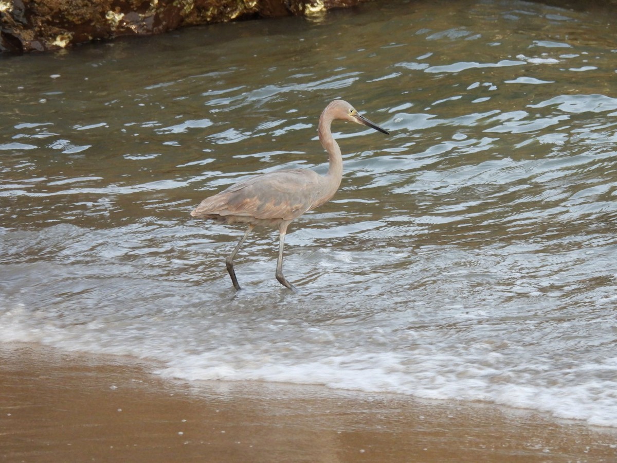 Reddish Egret - ML631057995