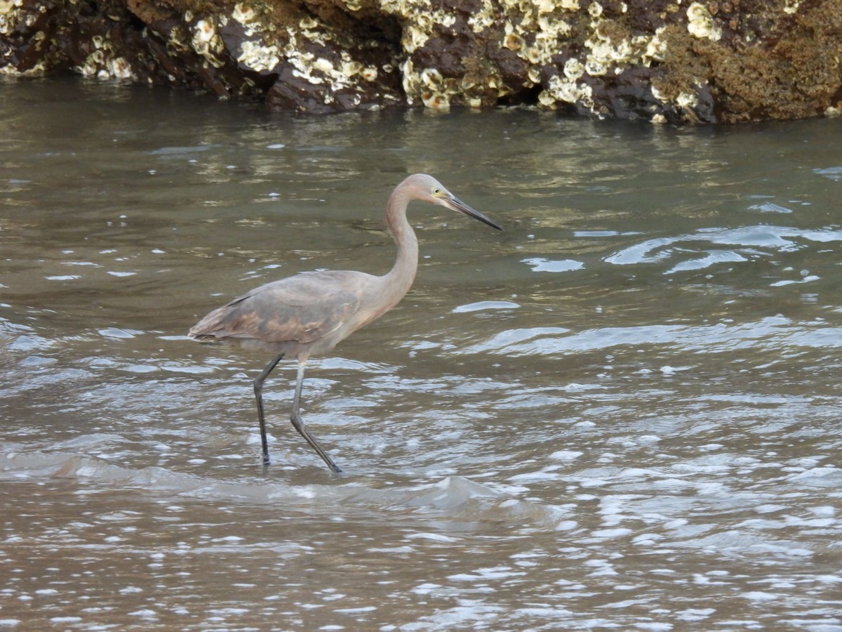 Reddish Egret - ML631057996