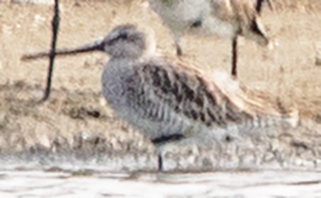 Asian Dowitcher - ML631058037