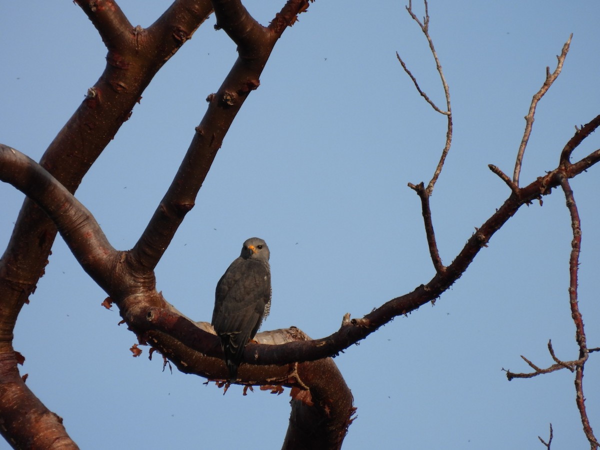 Gray Hawk - ML631058047