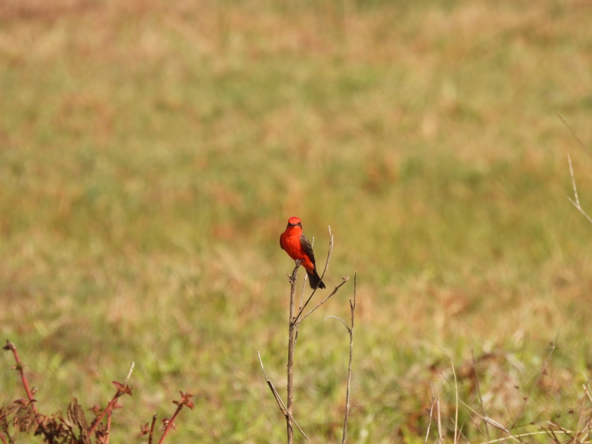 Vermilion Flycatcher - ML631058067