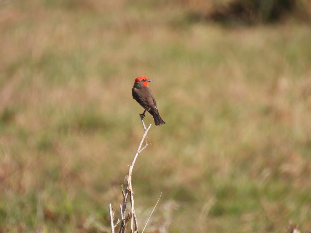 Vermilion Flycatcher - ML631058068