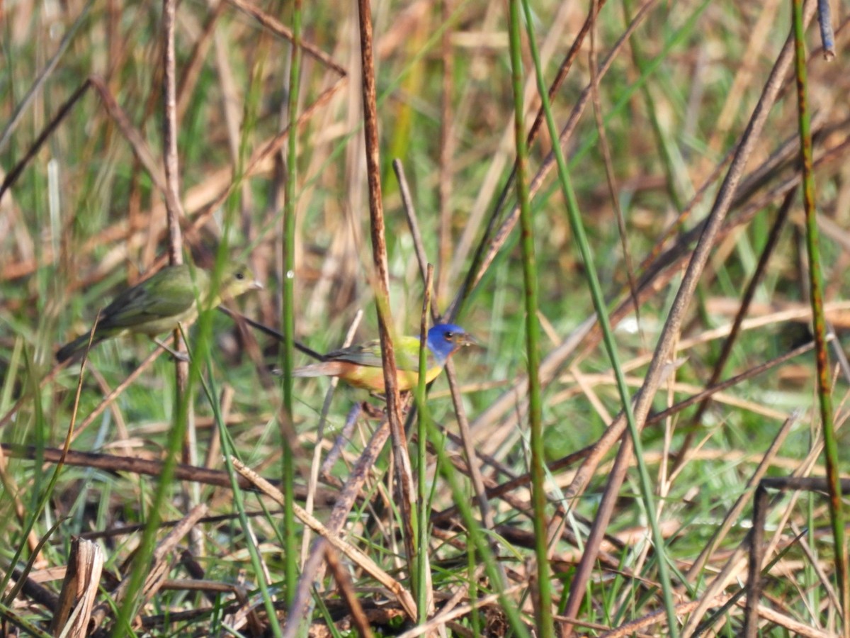 Painted Bunting - ML631058089