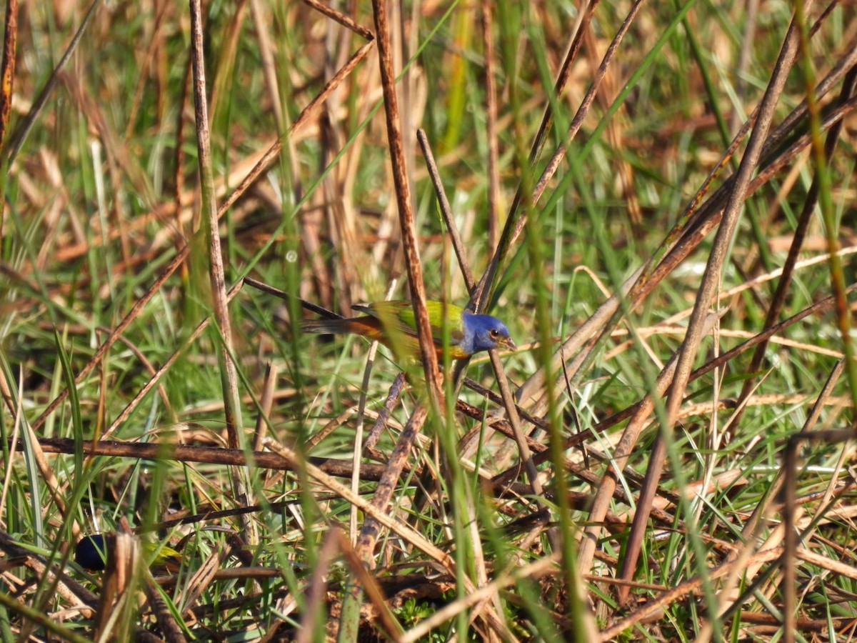 Painted Bunting - ML631058090