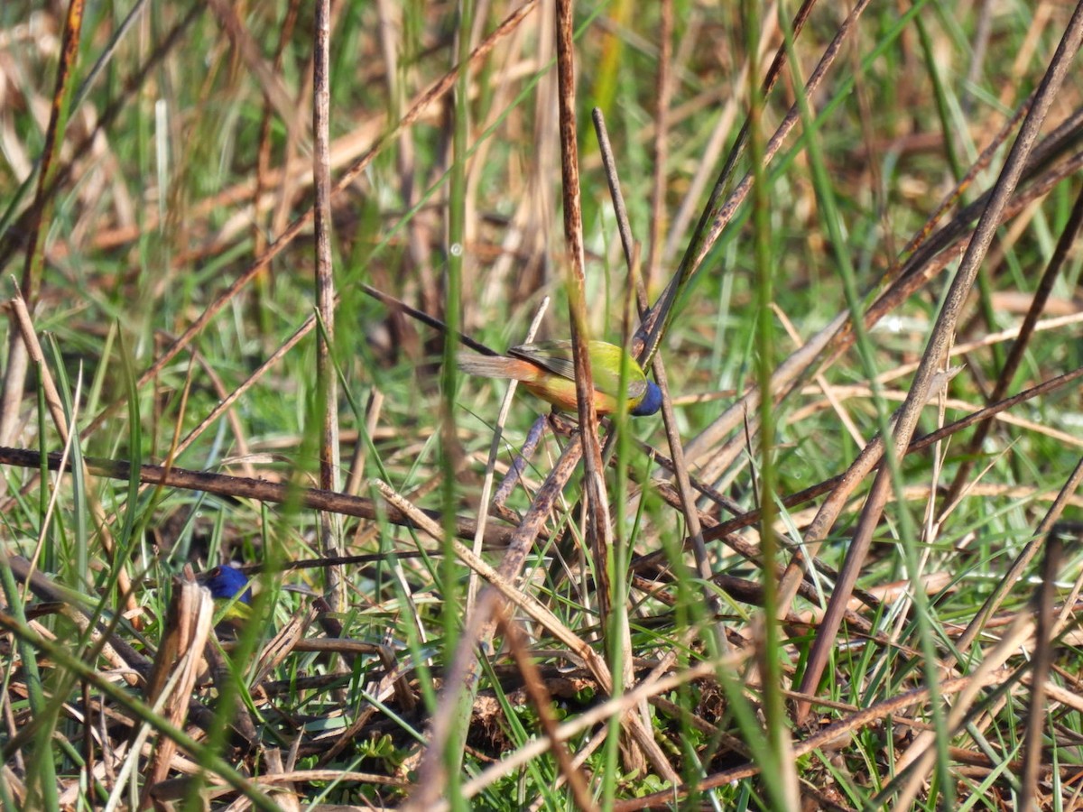 Painted Bunting - ML631058091