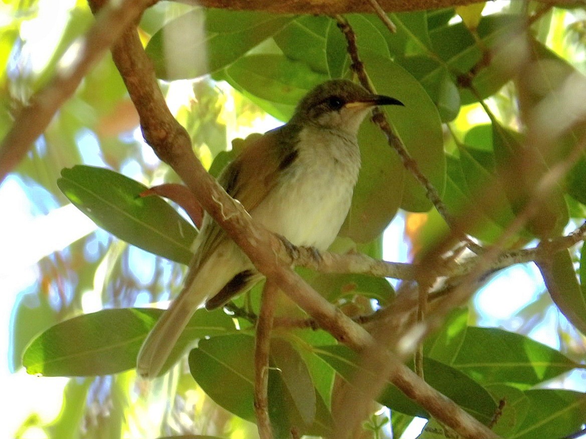 Brown Honeyeater - ML631058115