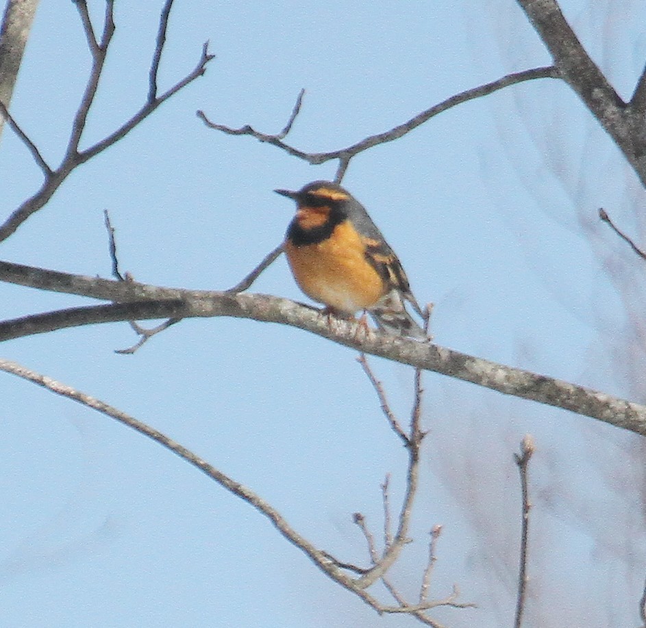 Varied Thrush - ML631058120