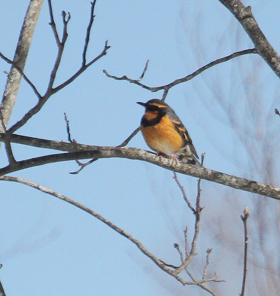 Varied Thrush - ML631058121