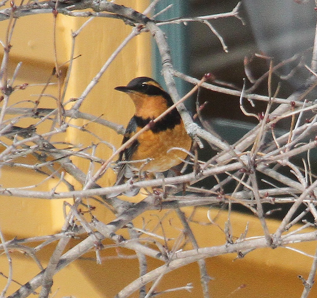 Varied Thrush - ML631058122