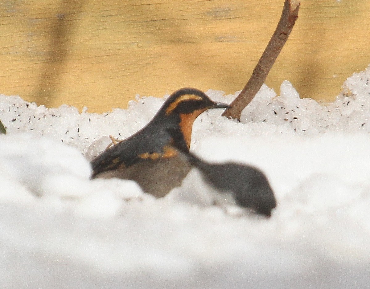Varied Thrush - ML631058123