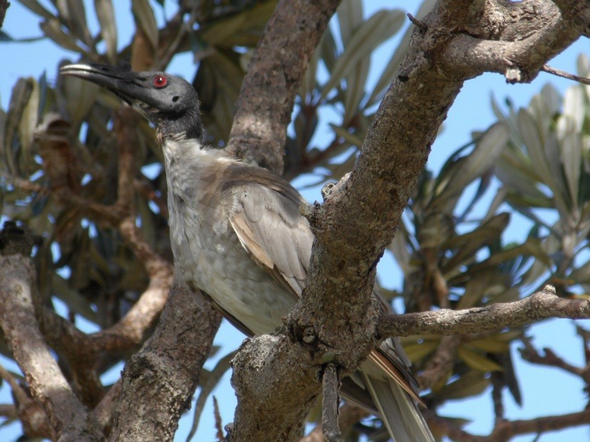Noisy Friarbird - ML631058177