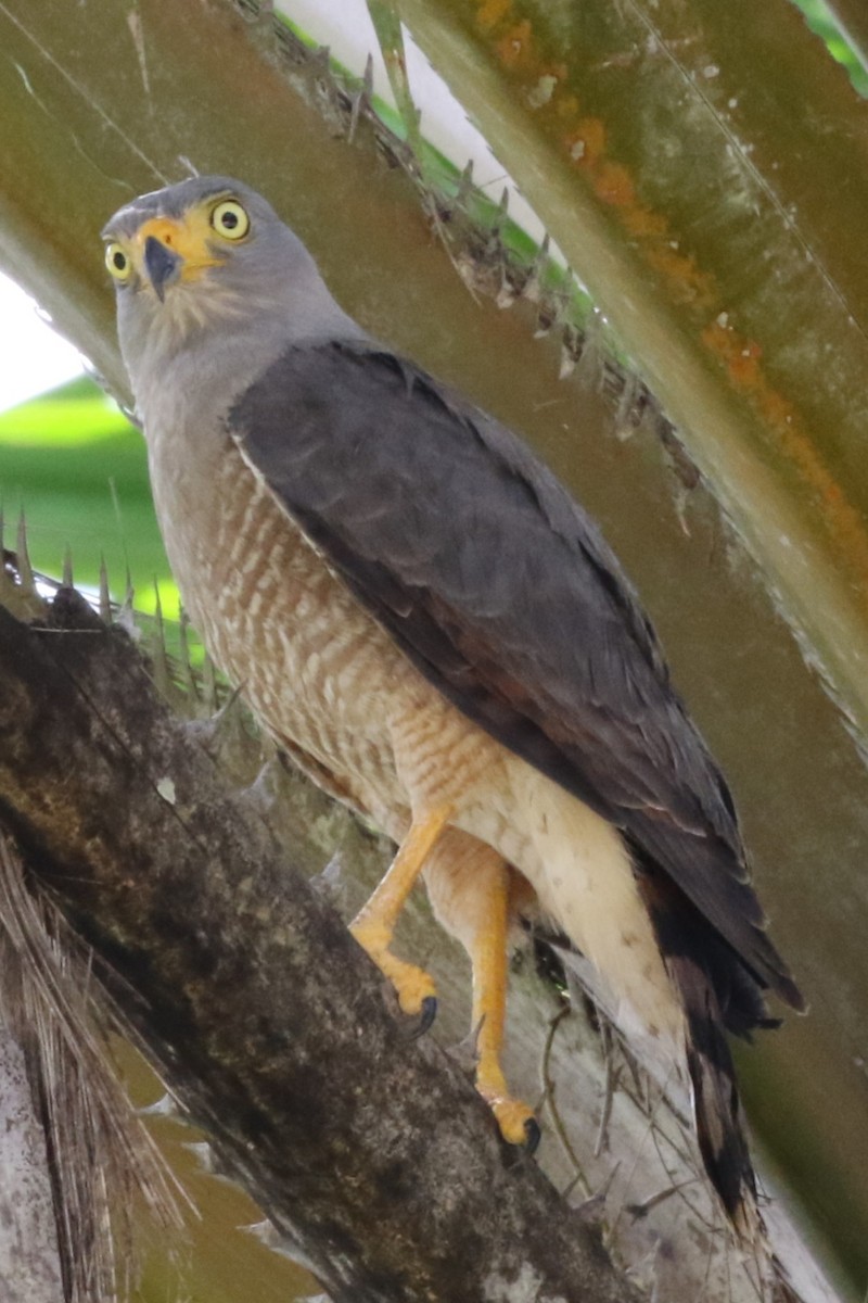 Roadside Hawk - ML631058275
