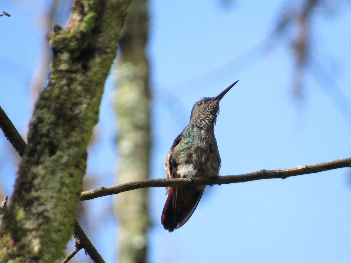 Berylline Hummingbird - ML63105841