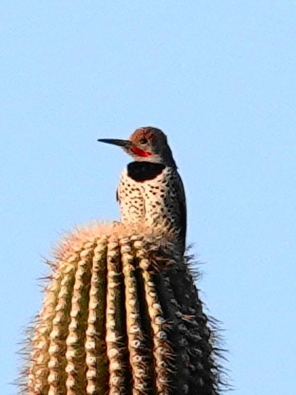 Northern Flicker - ML631058438