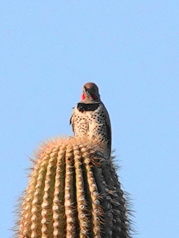 Northern Flicker - ML631058439