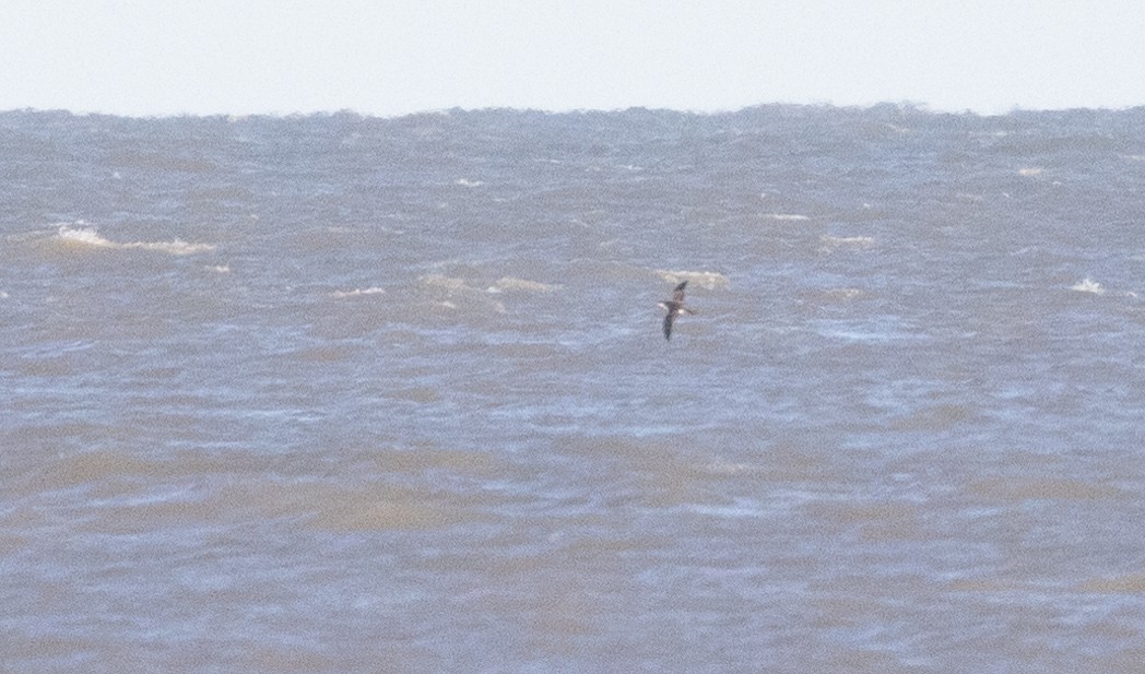 Manx Shearwater - ML631058666
