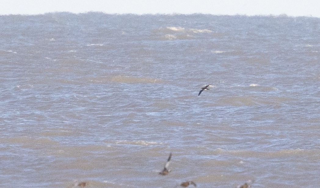 Manx Shearwater - ML631058667