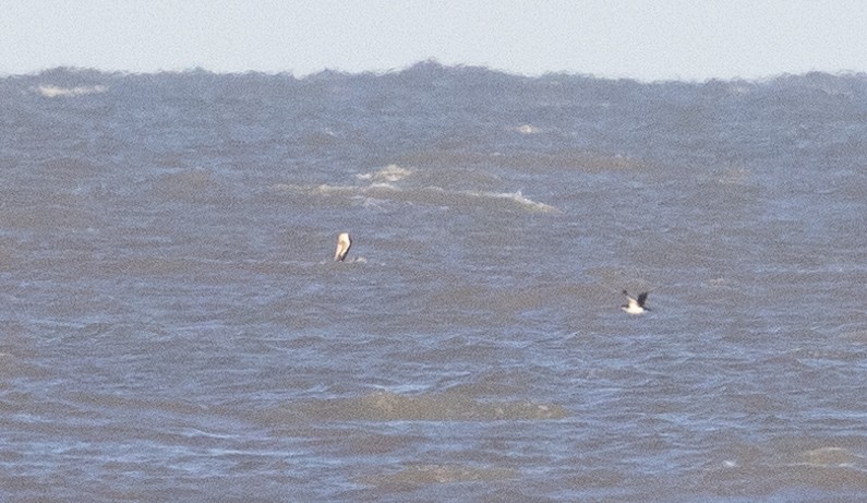 Manx Shearwater - ML631058668