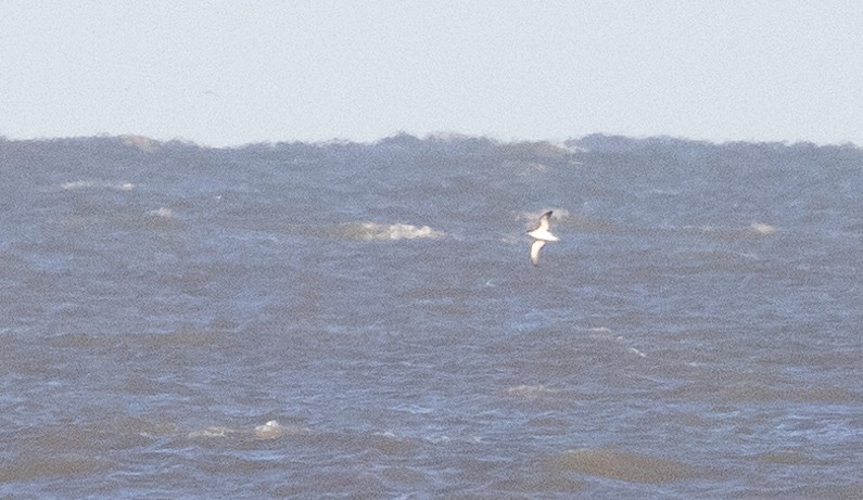 Manx Shearwater - ML631058669