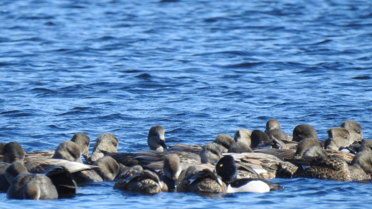 Бор нугас - ML631058683