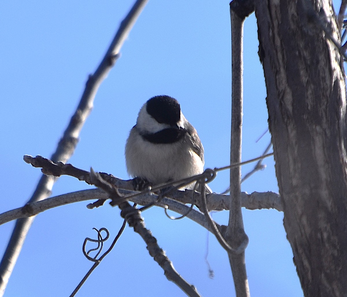Carolina Chickadee - ML631058741