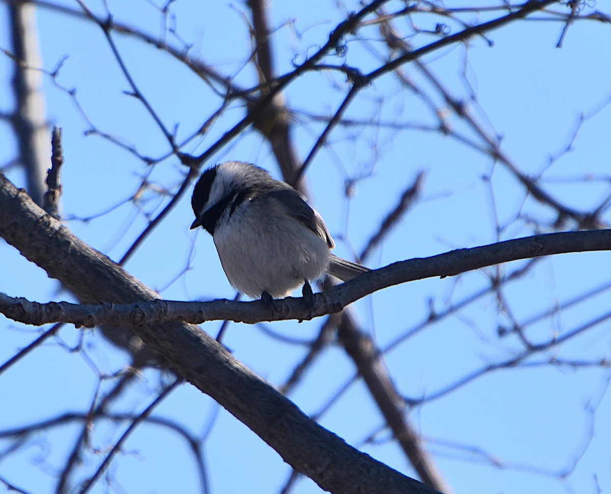 Carolina Chickadee - ML631058747