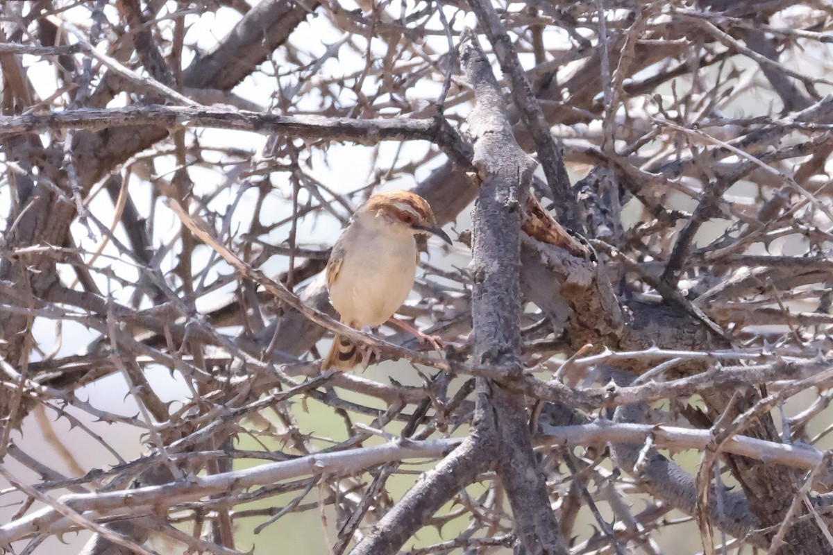 Tinkling Cisticola - ML631058828