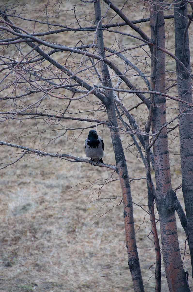 Саарал хэрээ - ML631058830