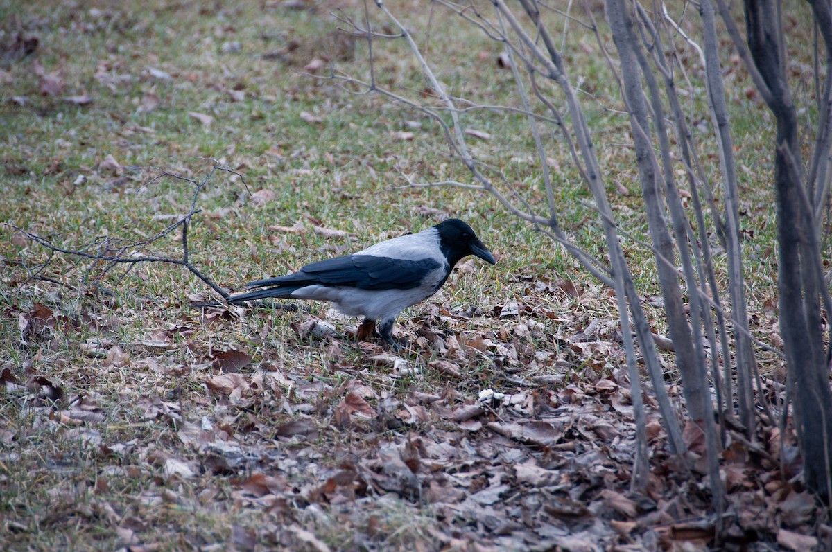 Саарал хэрээ - ML631058831