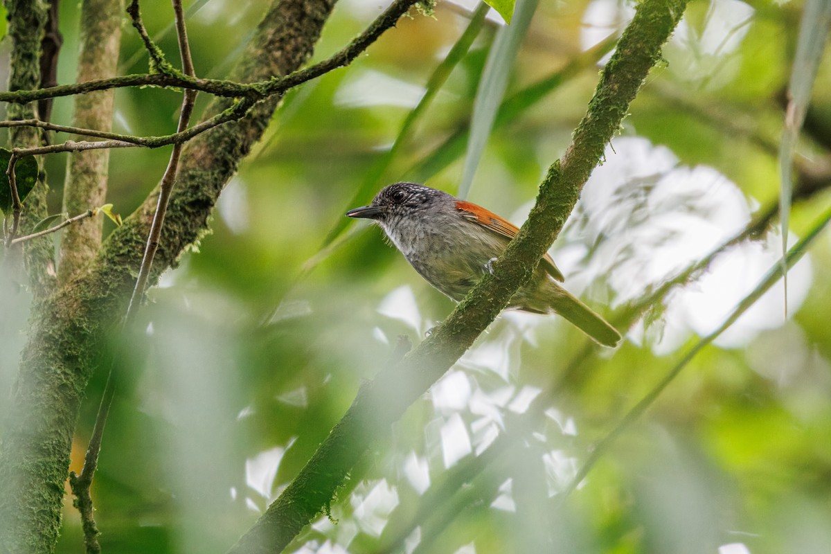 Rufous-backed Antvireo - ML631059172