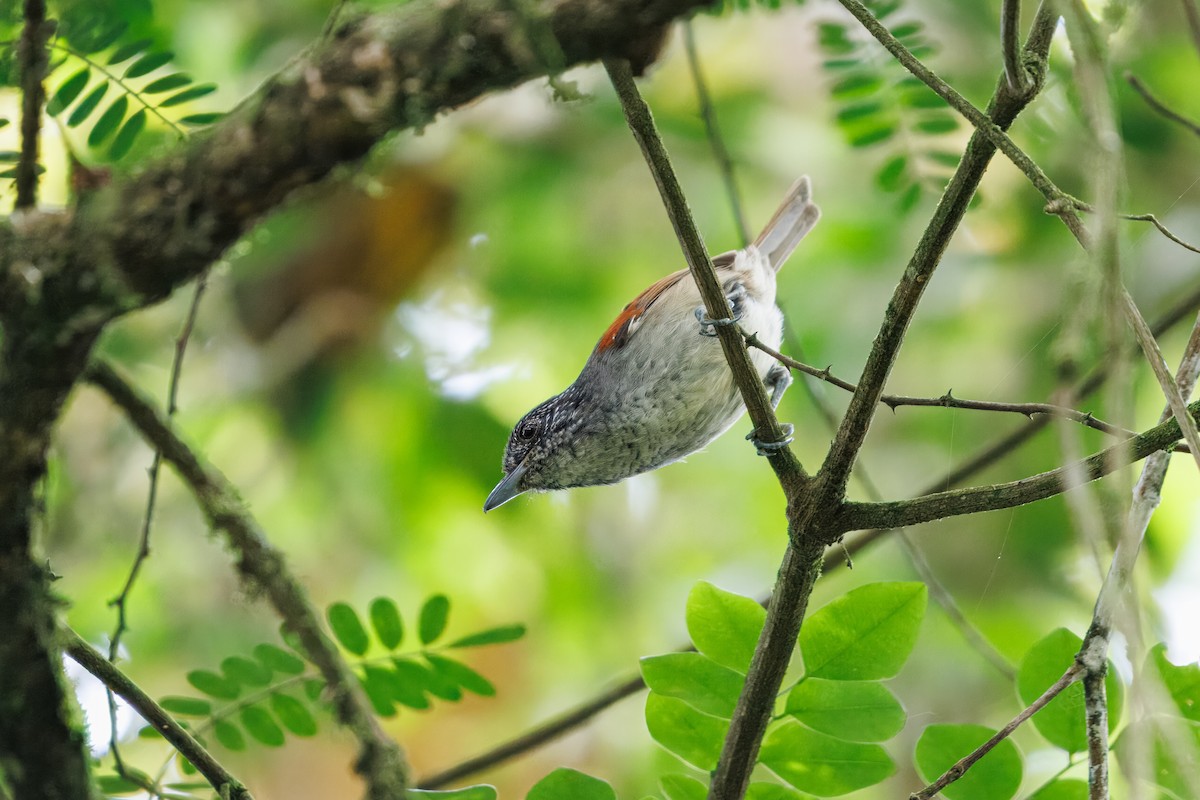 Rufous-backed Antvireo - ML631059173
