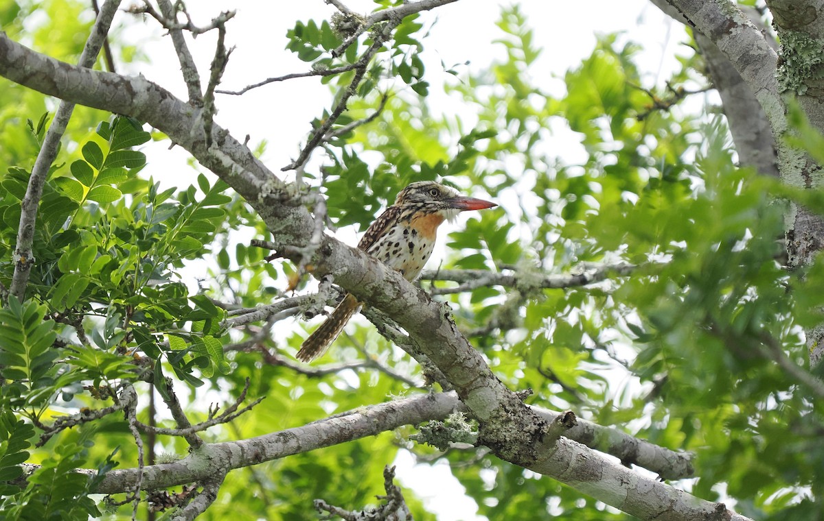 Spot-backed Puffbird - ML631059255