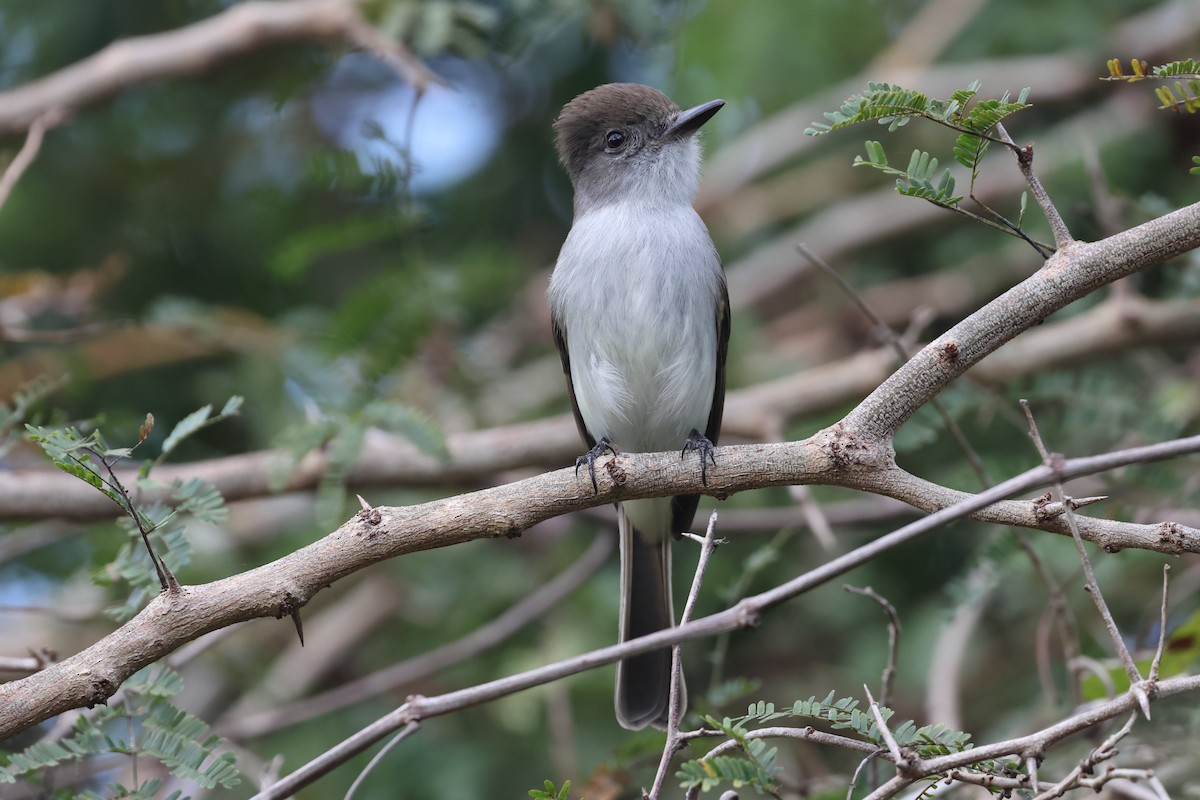 La Sagra's Flycatcher - ML631059515