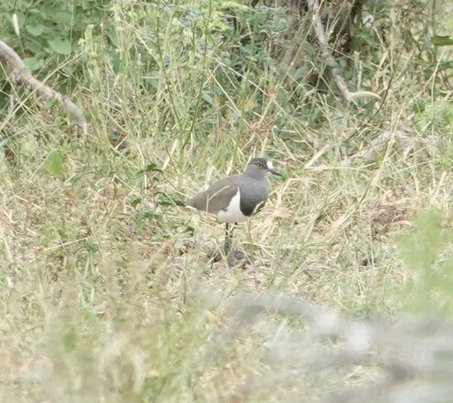 Mahzun Kızkuşu - ML631059533