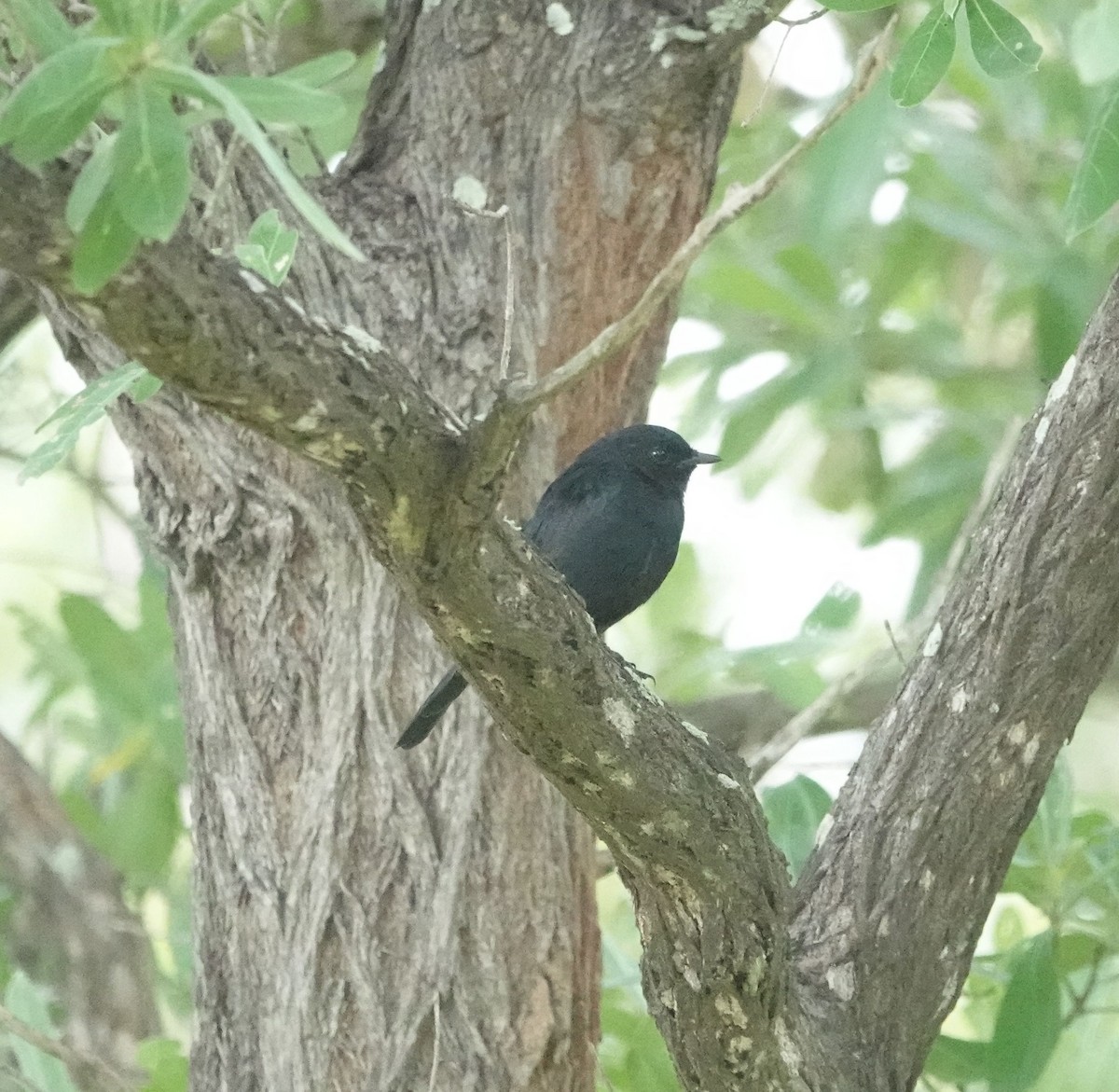 Güneyli Drongo Sinekkapanı - ML631059586