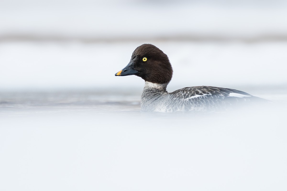 Common Goldeneye - ML631059639