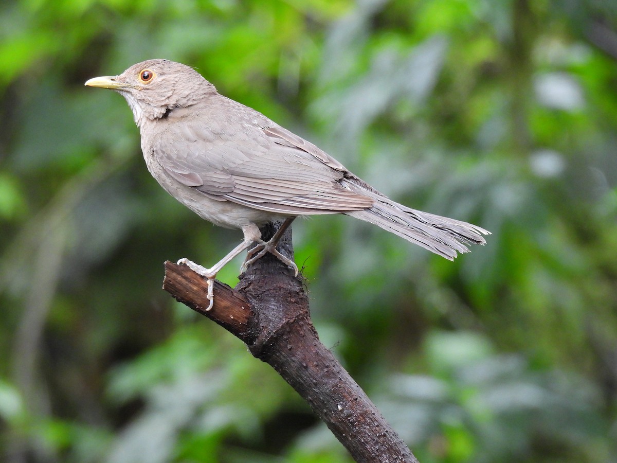Ecuadorian Thrush - ML631059960