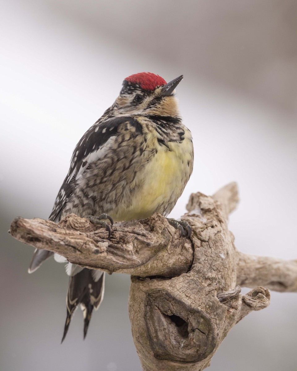Yellow-bellied Sapsucker - ML631059987