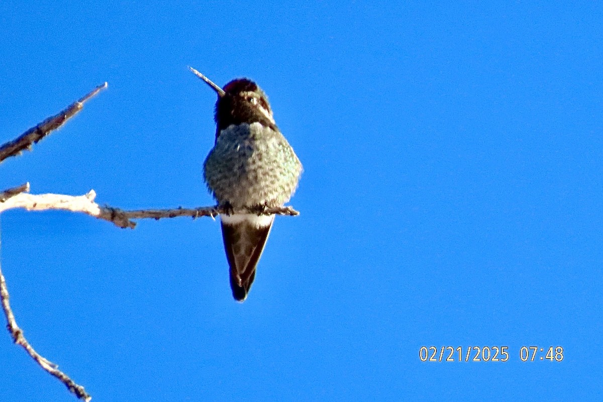 Anna's Hummingbird - ML631060049