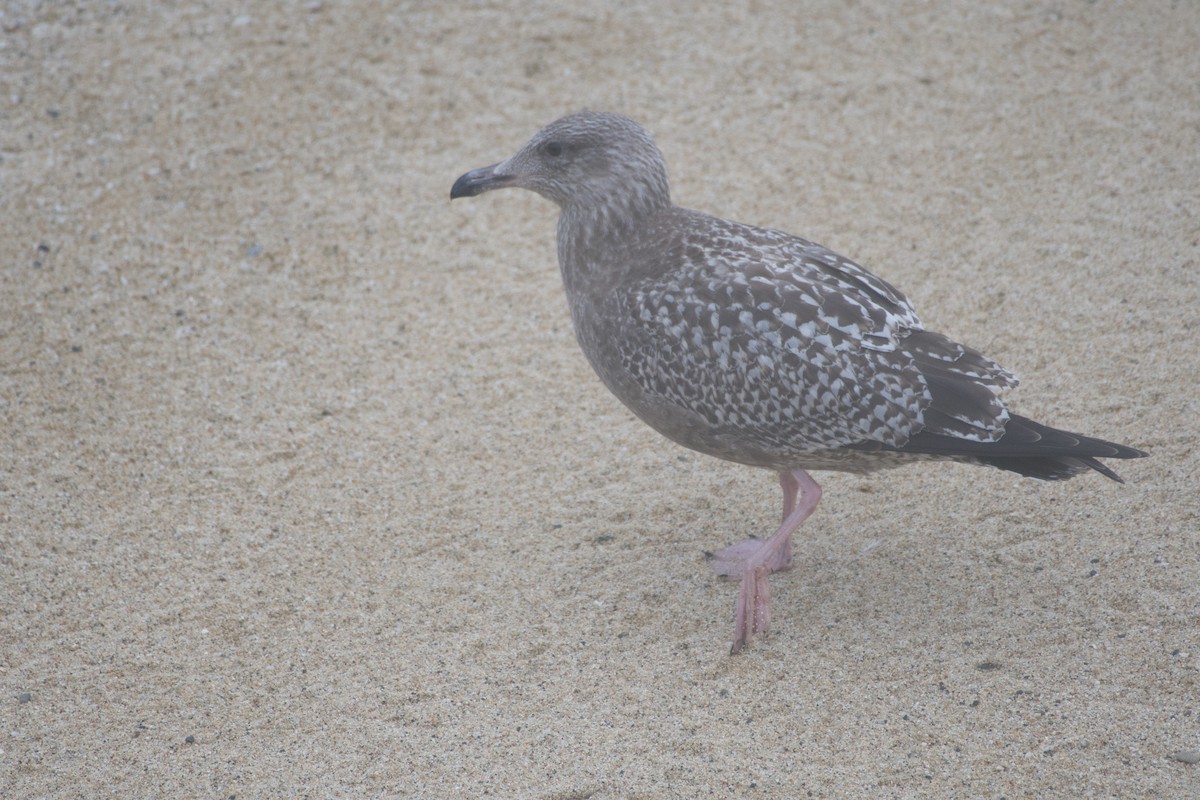 American Herring x Glaucous-winged Gull (hybrid) - ML631060083