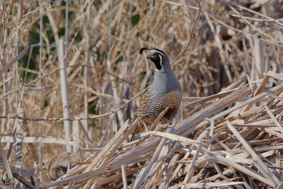 Colin de Californie - ML631060116