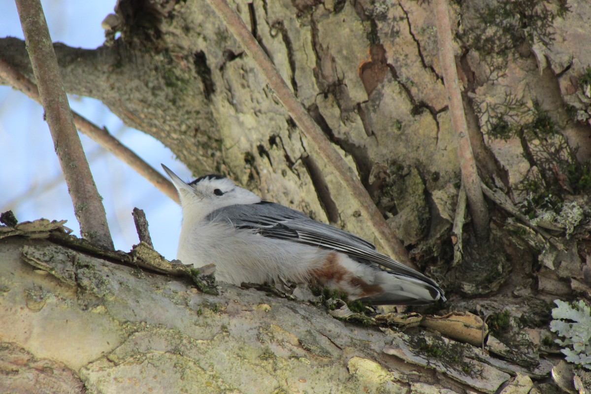 White-breasted Nuthatch - ML631060142