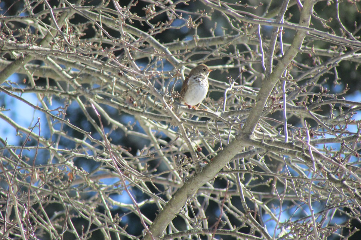 Hermit Thrush - ML631060155