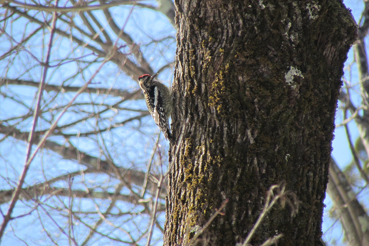 Yellow-bellied Sapsucker - ML631060160