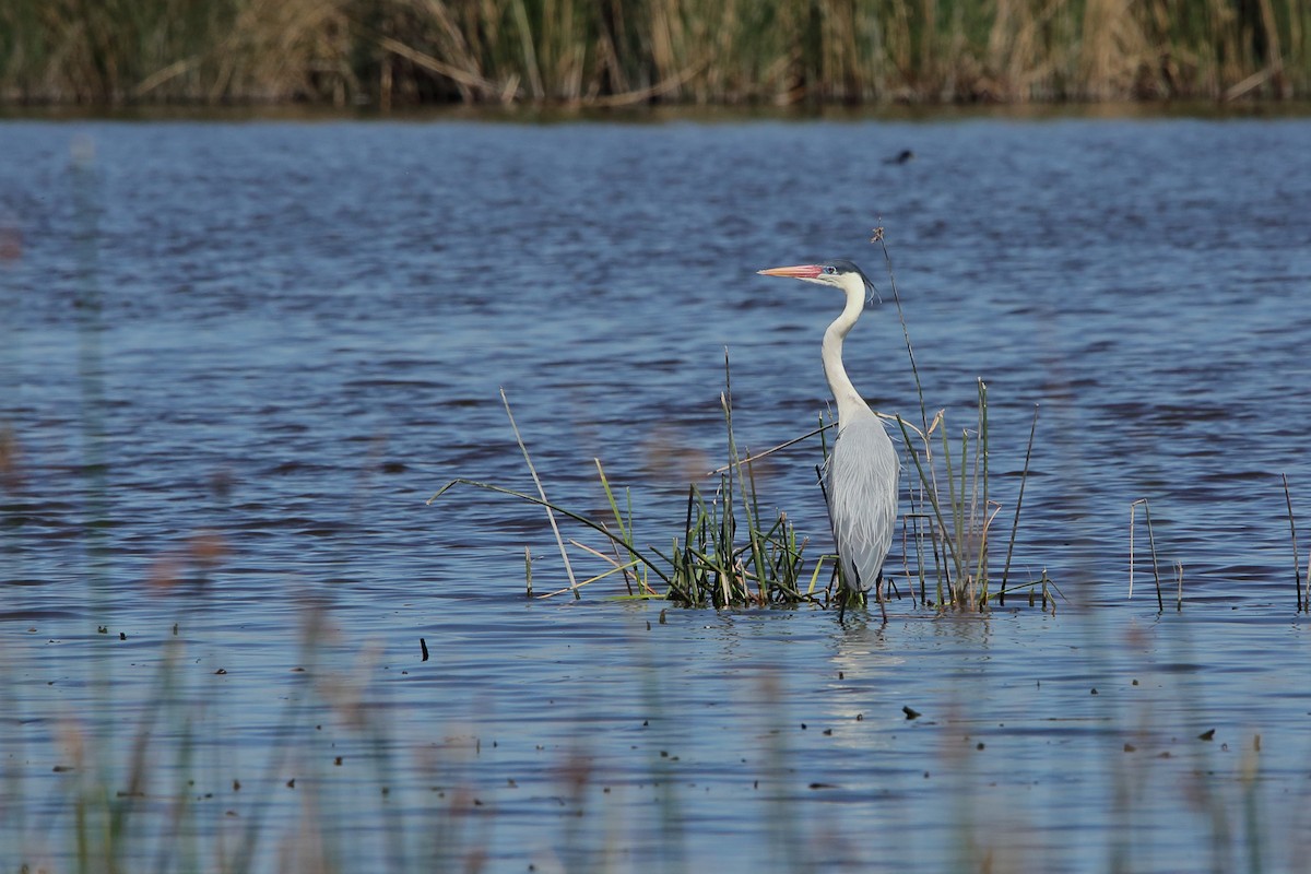 Héron cocoi - ML631060171